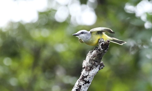 Cuero y Salado, el apasionante edén de las aves en Honduras