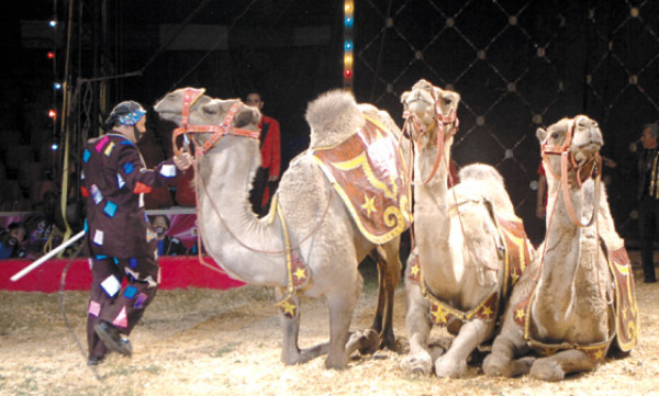 Viva la magia del circo