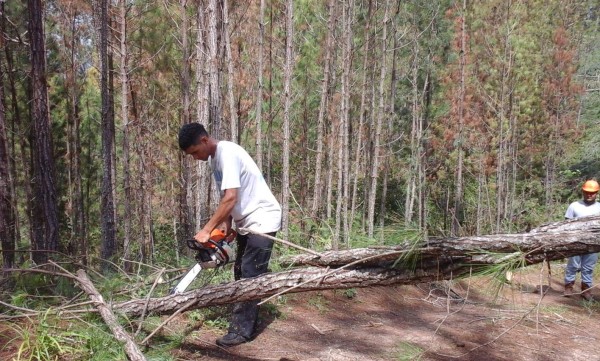 Intensificarán lucha contra el gorgojo en 2016