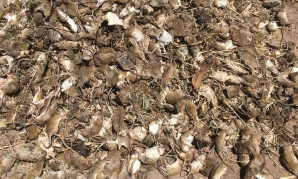 El brutal método de un granjero australiano para exterminar plaga de ratones