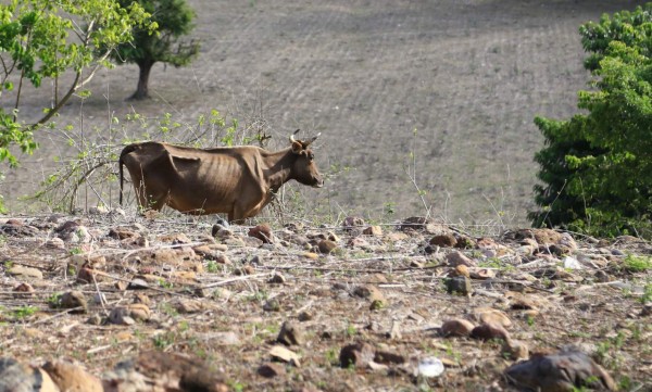 Alarmante: muerte de ganado y pérdidas de granos por sequía