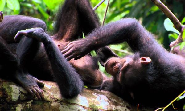 Los chimpancés tienen más empatía con humanos que con su especie