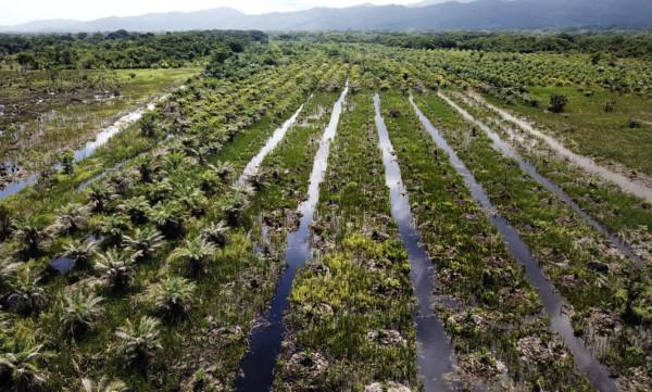 80% de las tierras invadidas en Honduras son de palma africana