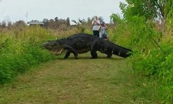 El reptil mide más de 4,5 metros de longitud.