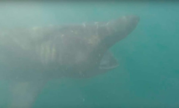 Increíble reacción de un hombre al 'chocar' con un tiburón gigante