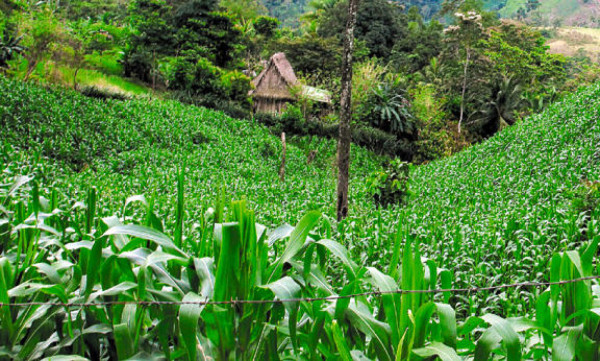 Pobladores deben ser evacuados de El Merendón