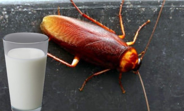 La leche de cucaracha existe y es muy nutritiva