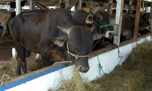 Agas: No hay condiciones para que suba la leche ni la carne