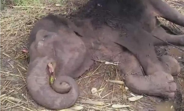 Muere elefante en zoológico de Indonesia