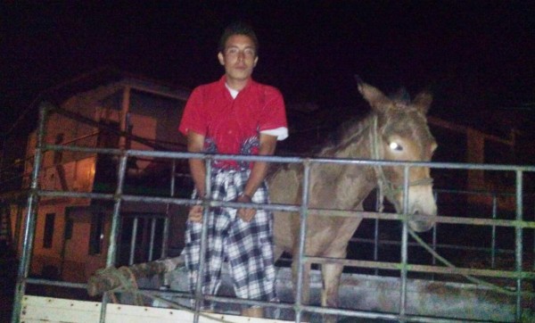 Capturan a joven que se robó una mula en Santa Bárbara