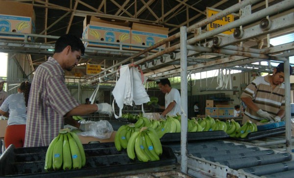 Chiquita Brands descarta fusión con Fyffes