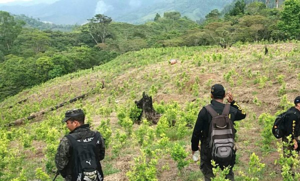 En Olancho, en 2017, se halló la mayor plantación de marihuana:20 hectáreas.