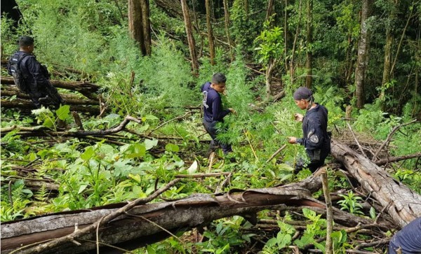 Encuentran 16 manzanas de supuesta marihuana en Tocoa, Colón    