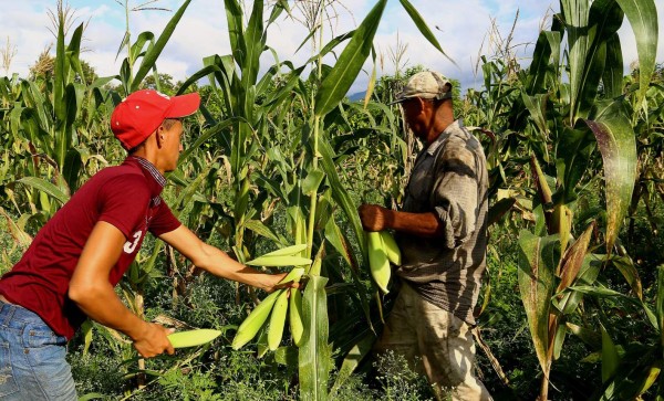 La Fenagh pide a los productores comenzar a sembrar cuanto antes