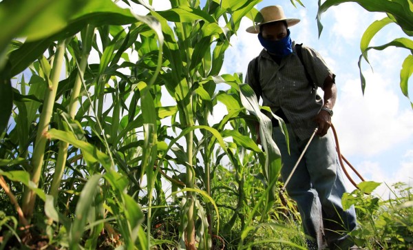 Productores hondureños reciben 57 mil bonos agrícolas