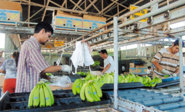 Más chiquita, menos bananas