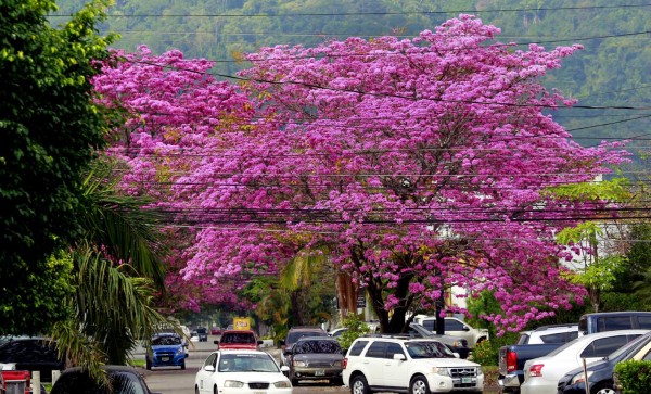 Los macuelizos embellecen San Pedro Sula