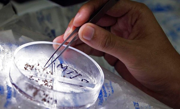 Detectado en Madrid primer caso de transmisión sexual del dengue en Europa  