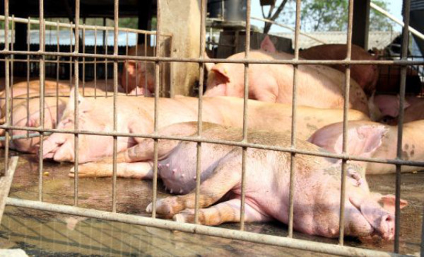 Honduras garantiza sanidad de carne de cerdo