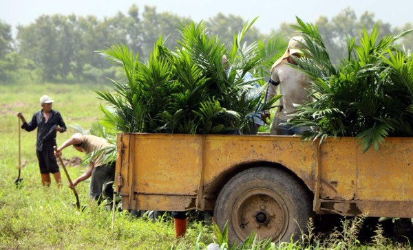 Protegen del Ulúa a vecinos del sur de El Progreso