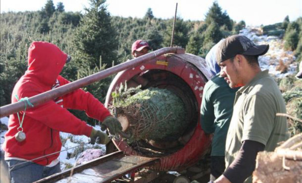 Latinos en Carolina del Norte, sostén de la industria de árboles de pino