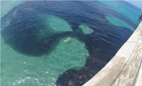 Video: Turistas nadan entre millones de peces