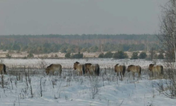 Chernóbil, insólito hogar de animales salvajes