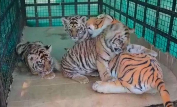 Una madre de plástico para cachorros de tigre en India