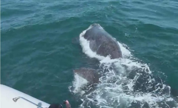 El cambio climático también afecta a las ballenas