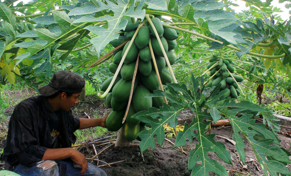Unos L20 millones de cultivos hay en el norte de Choloma
