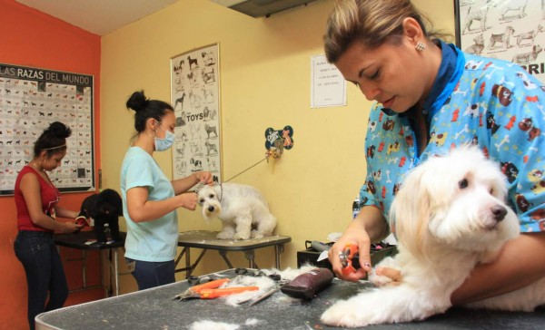 Lleva tu perro al salón