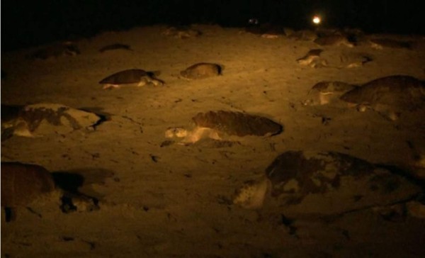 Drones para proteger a las tortugas