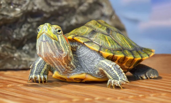 Medidas de higiene necesarias para las tortugas