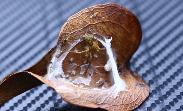 Un bosque de vida silvestre para recorrer y disfrutar