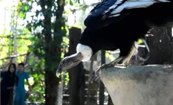 Cóndores chilenos llegaron a Colombia para recuperar su especie