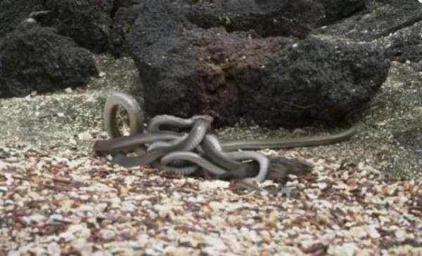La iguana y su trágico final entre el nido de serpientes