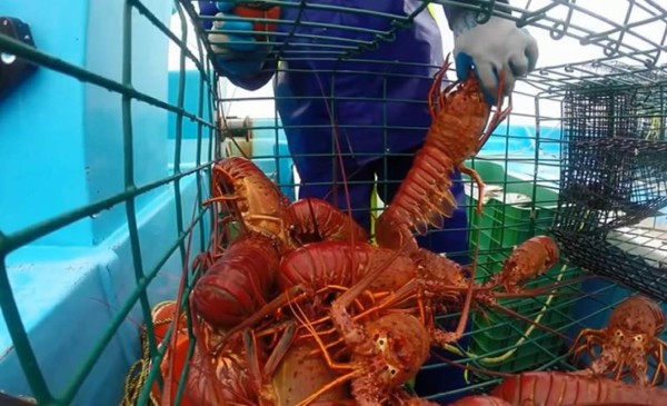 Ninguna langosta podrá ser hervida viva en Suiza porque pueden sentir dolor