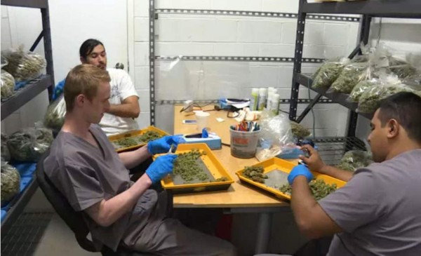 Marihuana 'made in Washington'