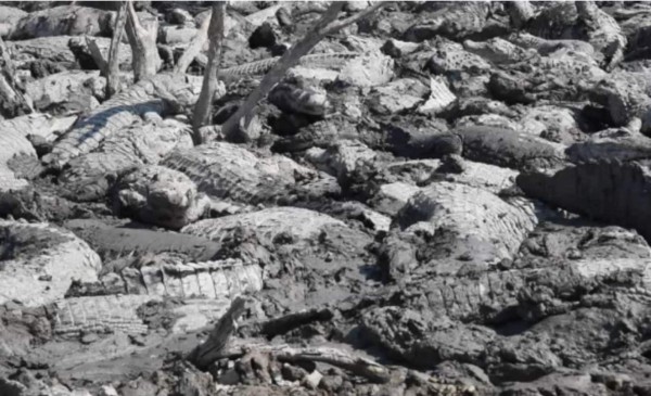 Sequía deja un cementerio de caimanes en Paraguay