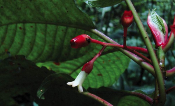 Descubren nueva planta de café en Honduras&nbsp;&nbsp;