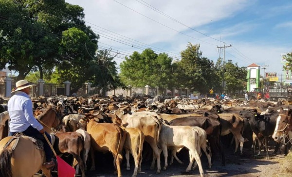 Sacan ganado a las calles para protestar contra invasiones en la zona sur de Honduras
