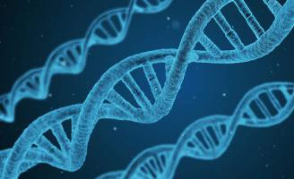 Investigadores de EUA logran modificar genéticamente embriones humanos