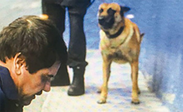 Perro entrenado prueba primero comida de 'El Chapo' en busca de veneno