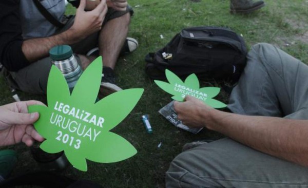 Dos empresas uruguayas pondrán a la venta yerba y cannabis sin efectos psicoactivos
