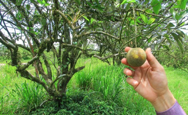 Cítricos generan 20,000 empleos en valle del Aguán
