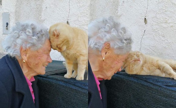 VIDEO: Anciana se reencuentra con su gato que desapareció hace cuatro años