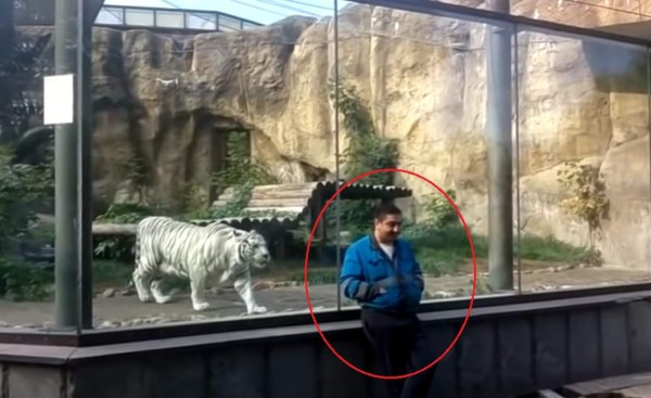 Video viral: El premeditado y feroz 'ataque' de un tigre a un hombre
