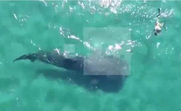 Nadar con tiburones ballena, demandada experiencia que busca reducir impacto