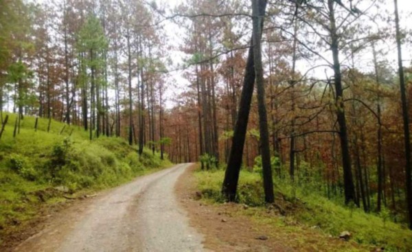 Rescatan a menor que vivía solo en bosque de Santa Rosa de Copán