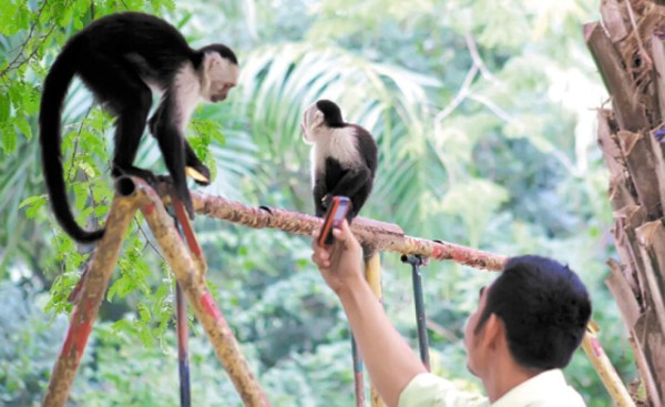 Harán operativos para evitar tráfico de fauna silvestre